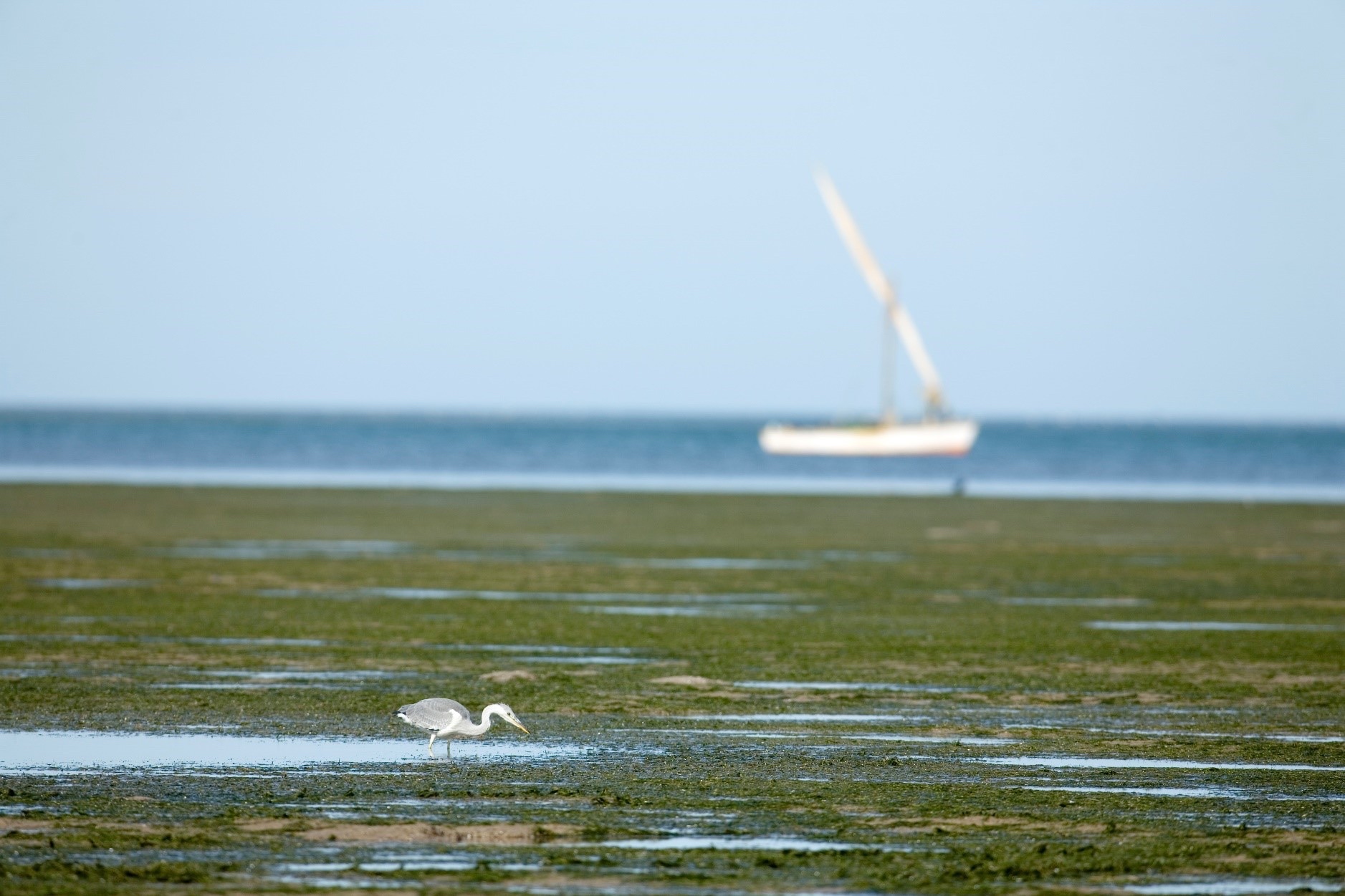 ResilienSEA – Resilient Seagrasses