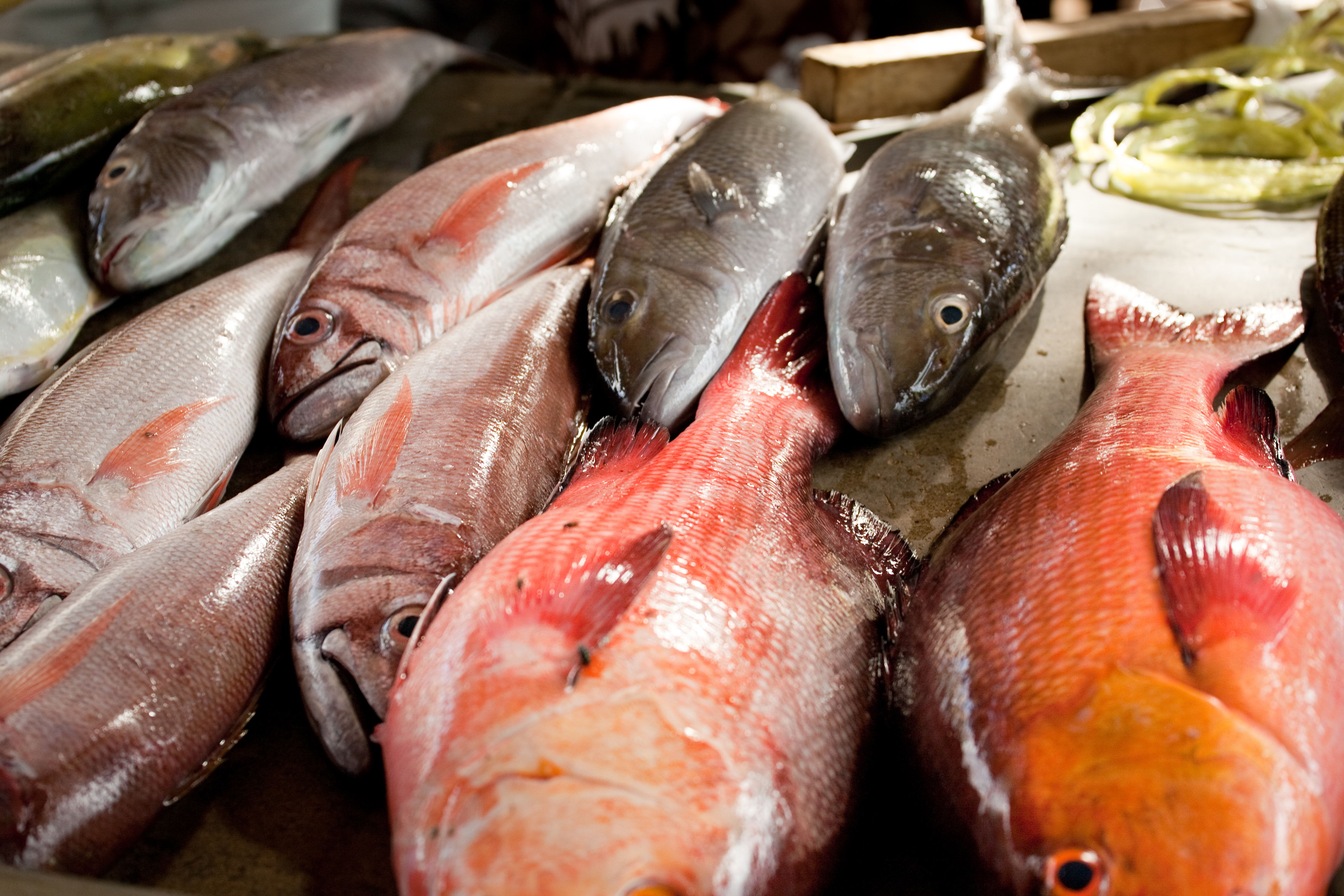 Are you worried about plastic in your seafood? Please complete our survey to give us your views
