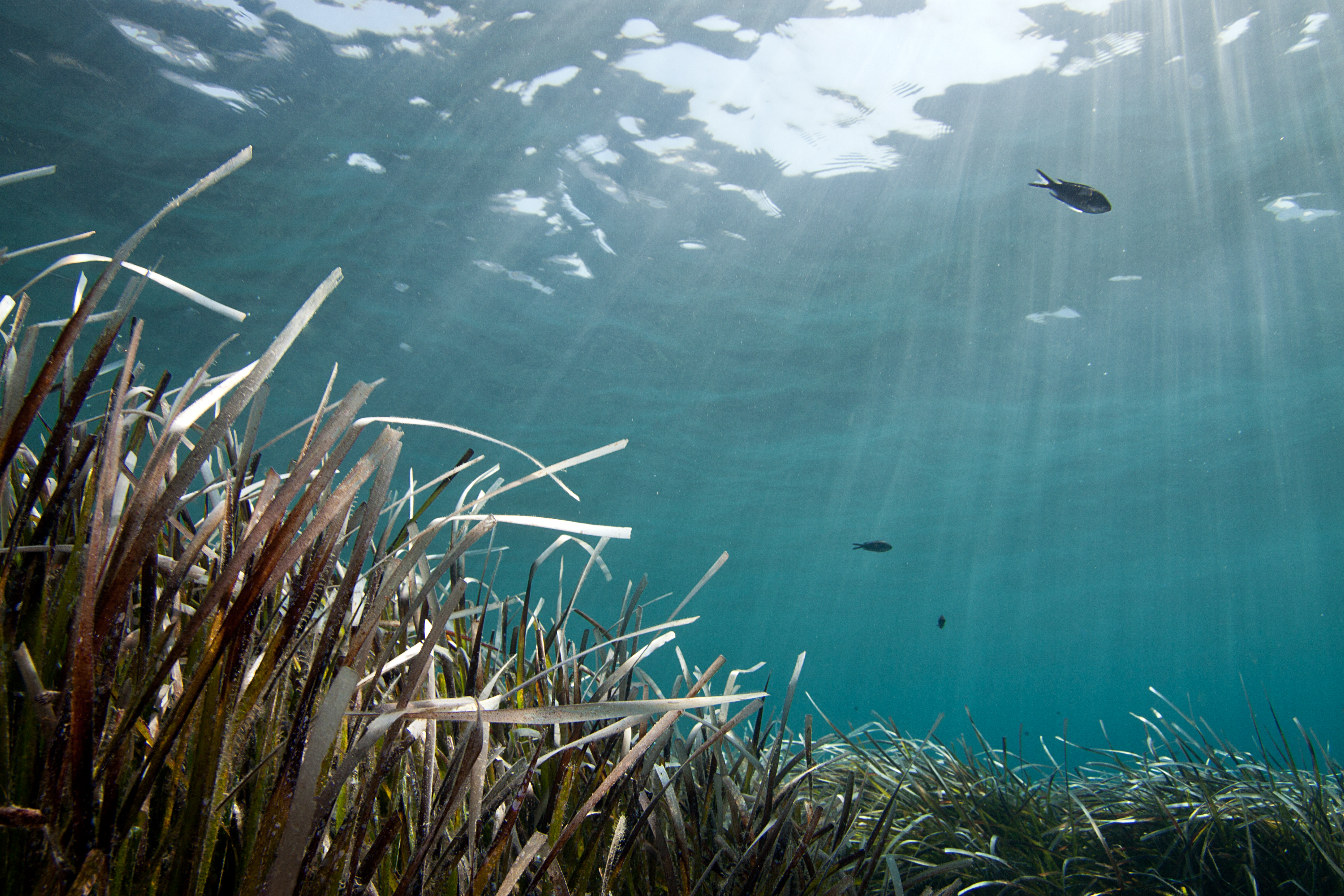 Boosting Blue Forests Education and Capacity Building