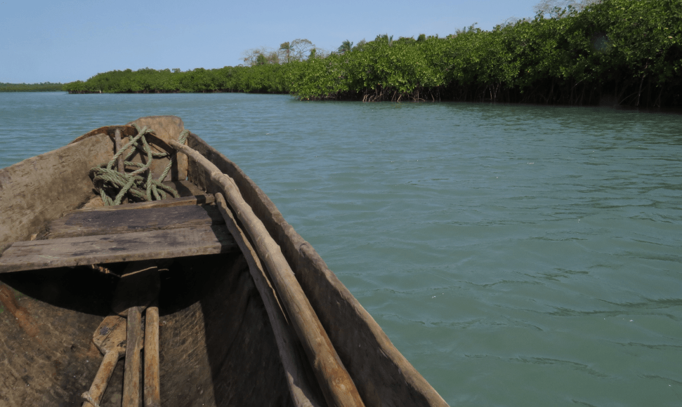 Carbon Pools and Multiple Benefits of Mangroves Assessment for REDD+ in Central Africa
