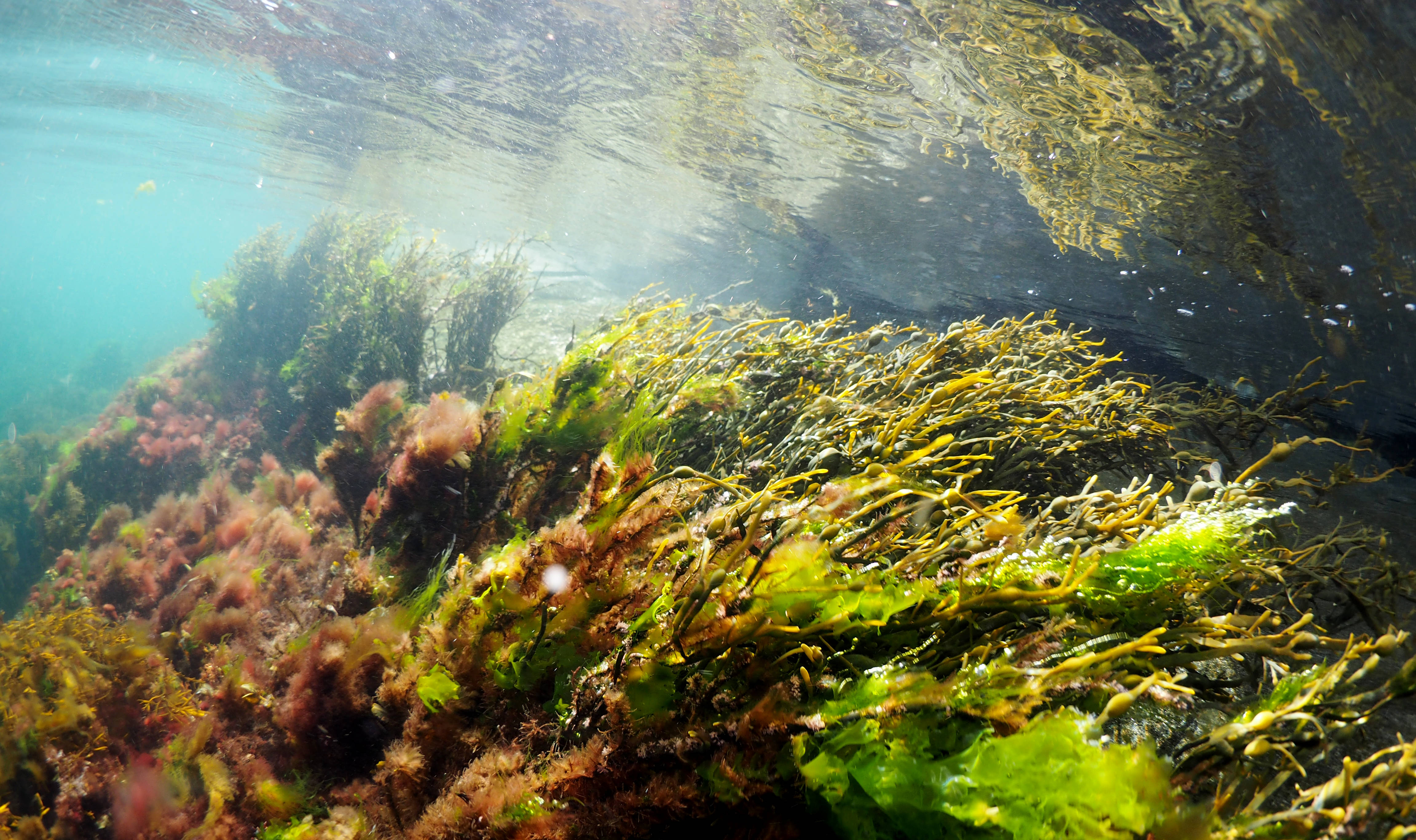 Norwegian Blue Forests Network (NBFN) – Top Ten Trends
from 2024