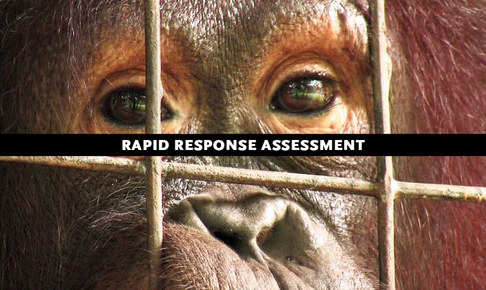 The Last Stand of the Orangutan: State of Emergency-Illegal Logging, Fire and Palm Oil in Indonesia’s National Parks