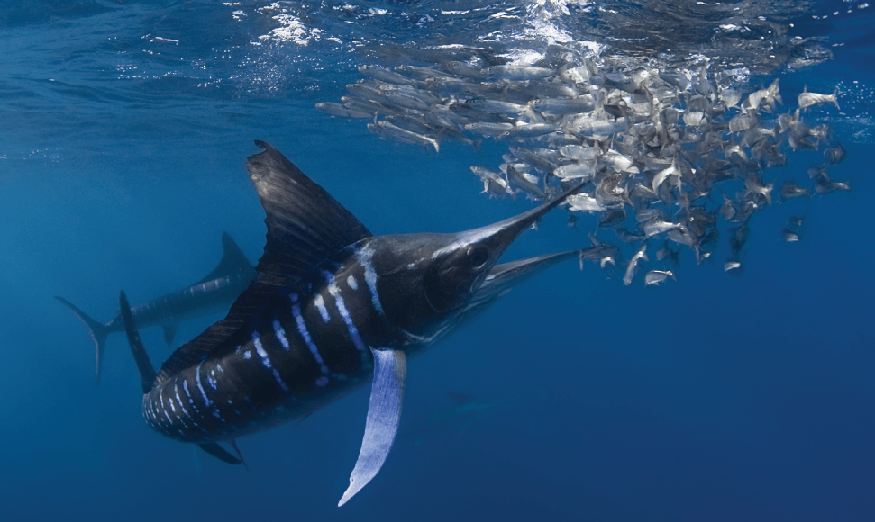 Fish Carbon (Flyer)