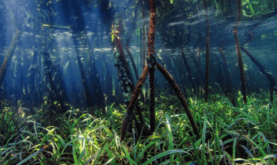 Blue Carbon-Nationally Determined Contributions Inventory: Coastal Blue Carbon Ecosystems