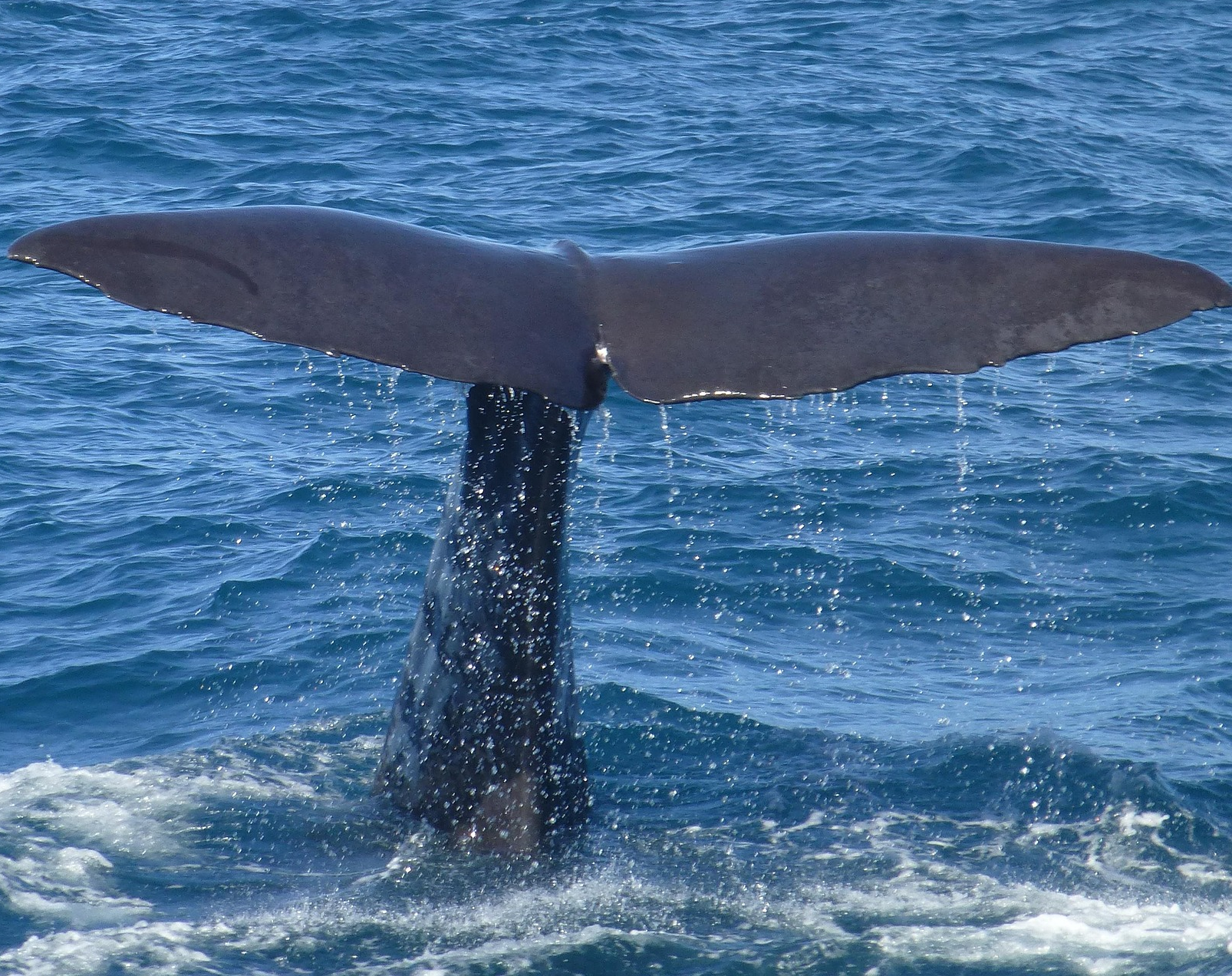 Oceanic Blue Carbon (Flyer)