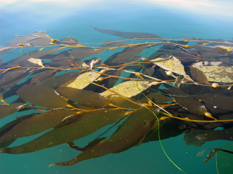 Ecosystem Services of Kelp Forests GRIDArendal