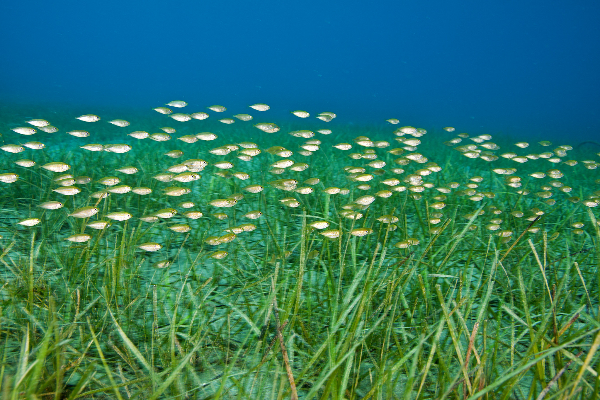University of Portsmouth: Economic Valuation of Ecosystem Services of Seagrass in Senegal, Guinea-Bissau, and Cabo Verde